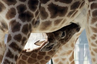 Selon l'Union internationale pour la conservation de la nature (UICN), les girafes étaient éteintes en Angola à la fin des années 1990, décimées par le braconnage, jusqu'à leur réintroduction au compte-gouttes dans le sud du pays à partir de 2015....